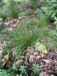 Plant name: Appalachia Sedge Carex appalachia 
